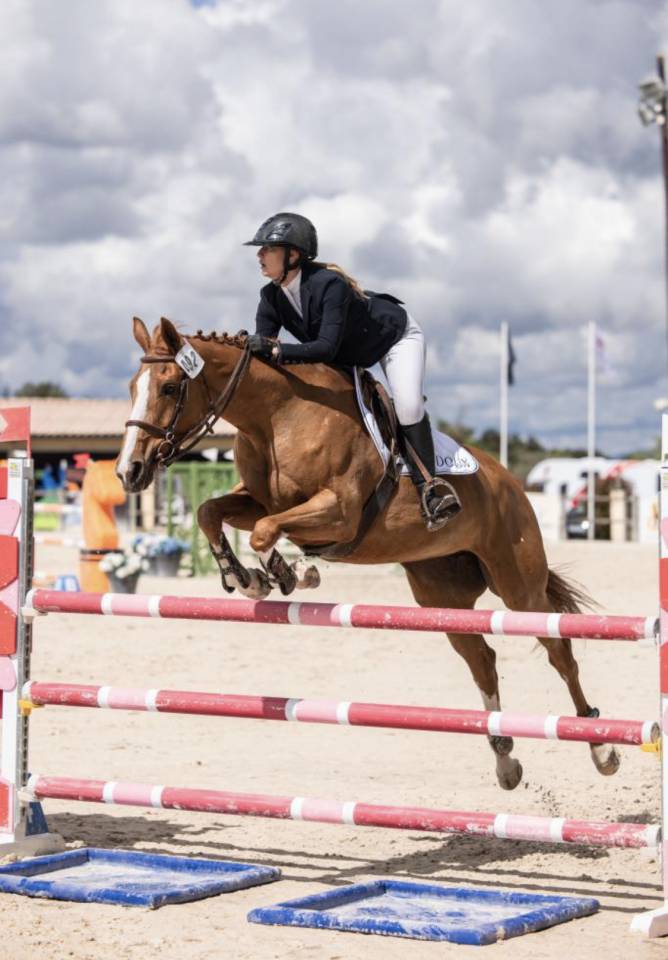 Yegua Silla Franc&eacute;s En venta 2012 Alaz&aacute;n por Vargas de Ste Hermelle