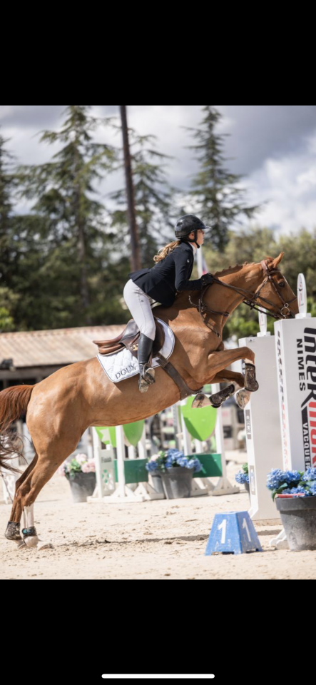 Yegua Silla Franc&eacute;s En venta 2012 Alaz&aacute;n por Vargas de Ste Hermelle