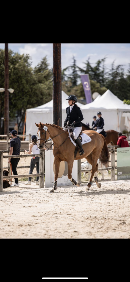 Yegua Silla Franc&eacute;s En venta 2012 Alaz&aacute;n por Vargas de Ste Hermelle