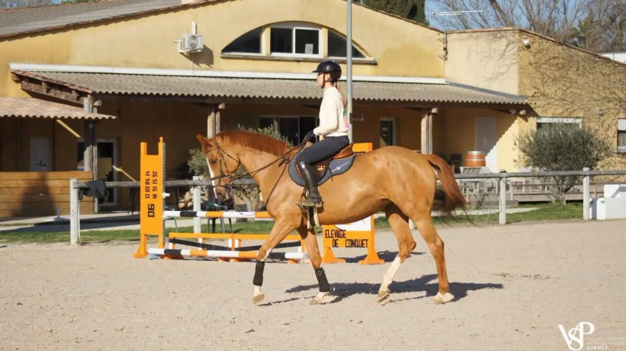 Yegua Silla Franc&eacute;s En venta 2012 Alaz&aacute;n por Vargas de Ste Hermelle