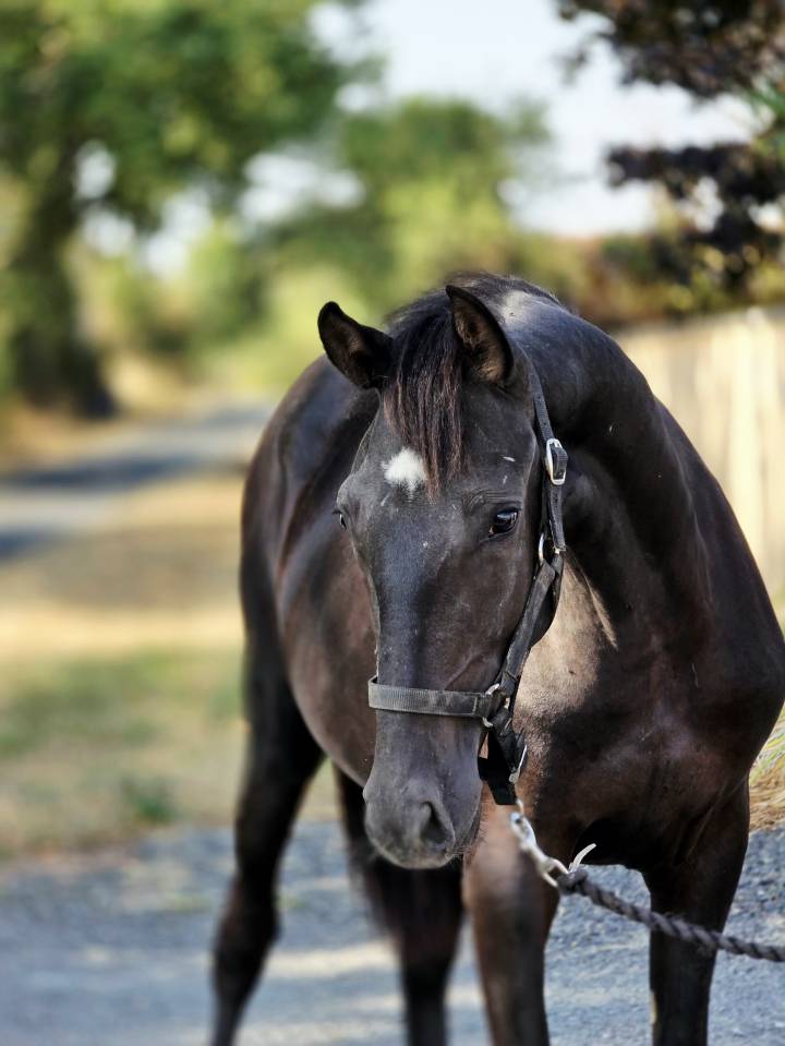 Yegua Paint Horse En venta 2025 Negro