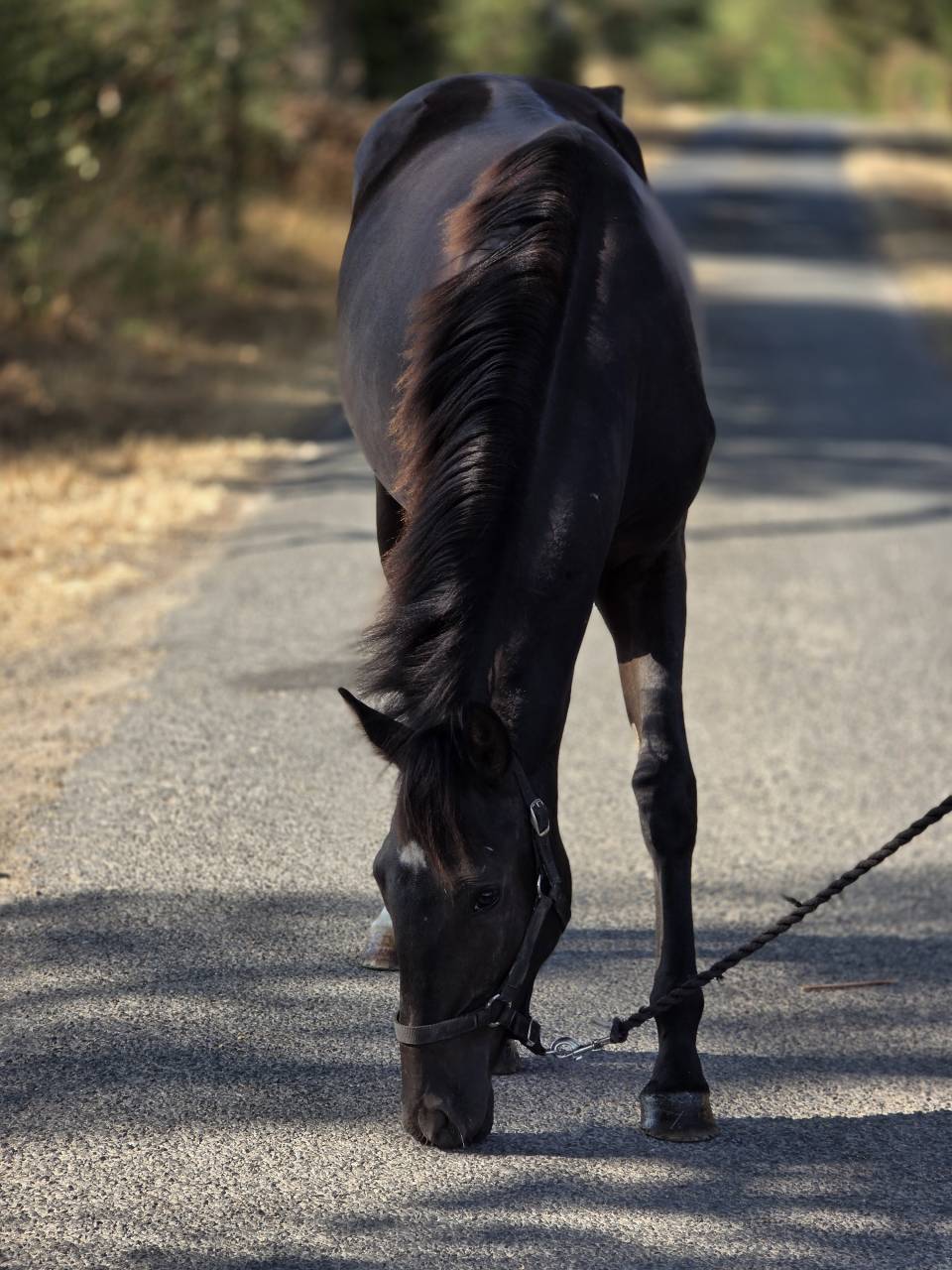 Yegua Paint Horse En venta 2025 Negro