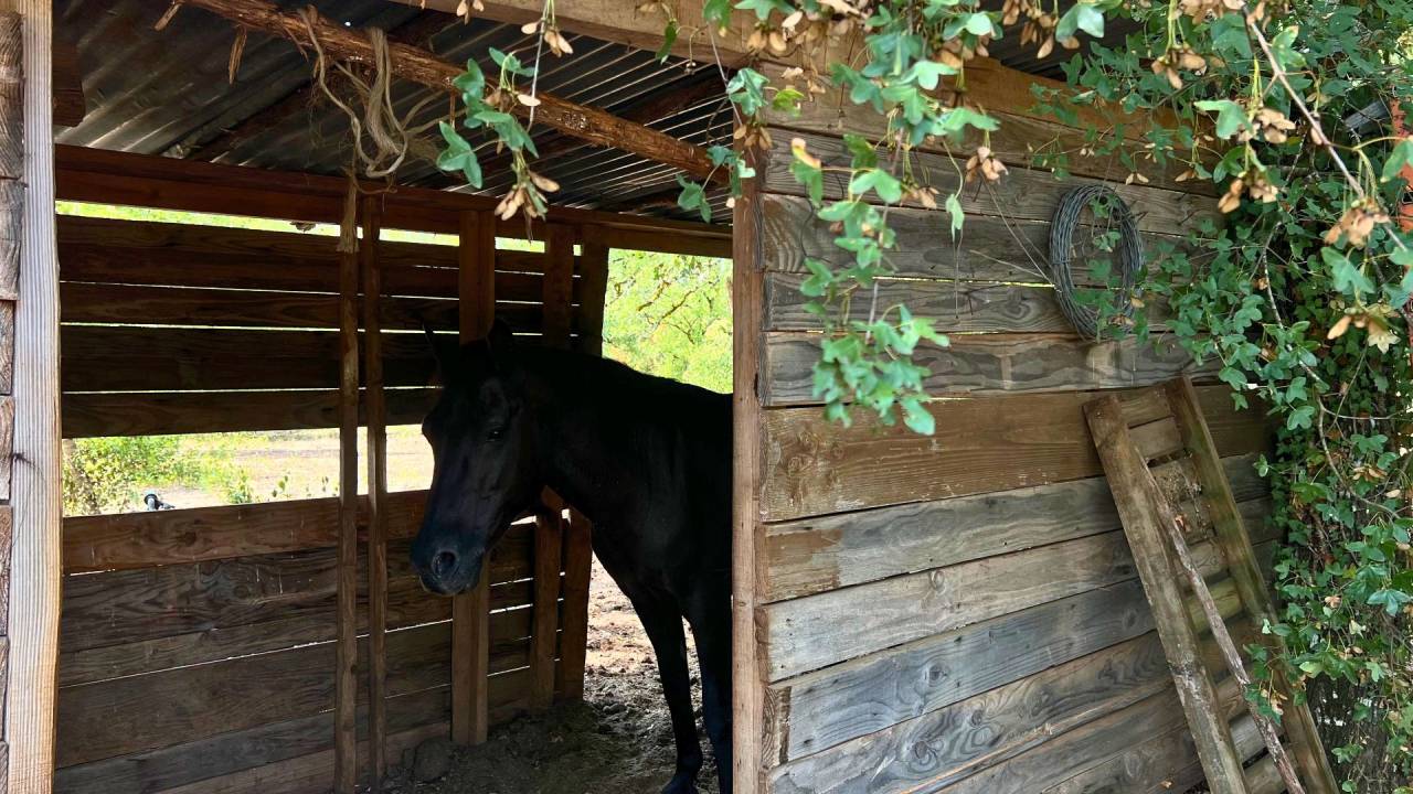 Propiedad ecuestre En venta Lot