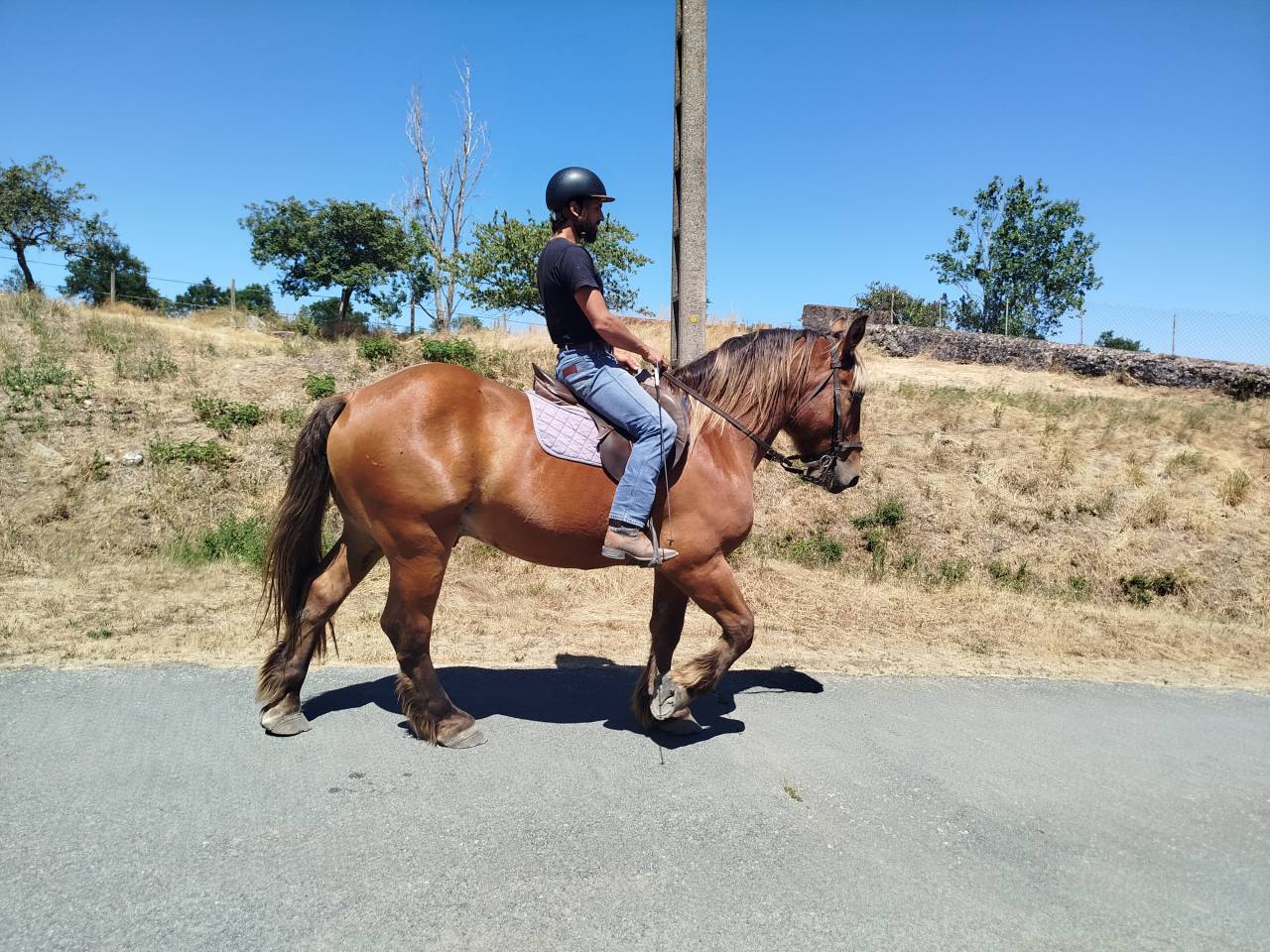 Caballo castrado Tiro Comtois En venta 2021 Alaz&aacute;n