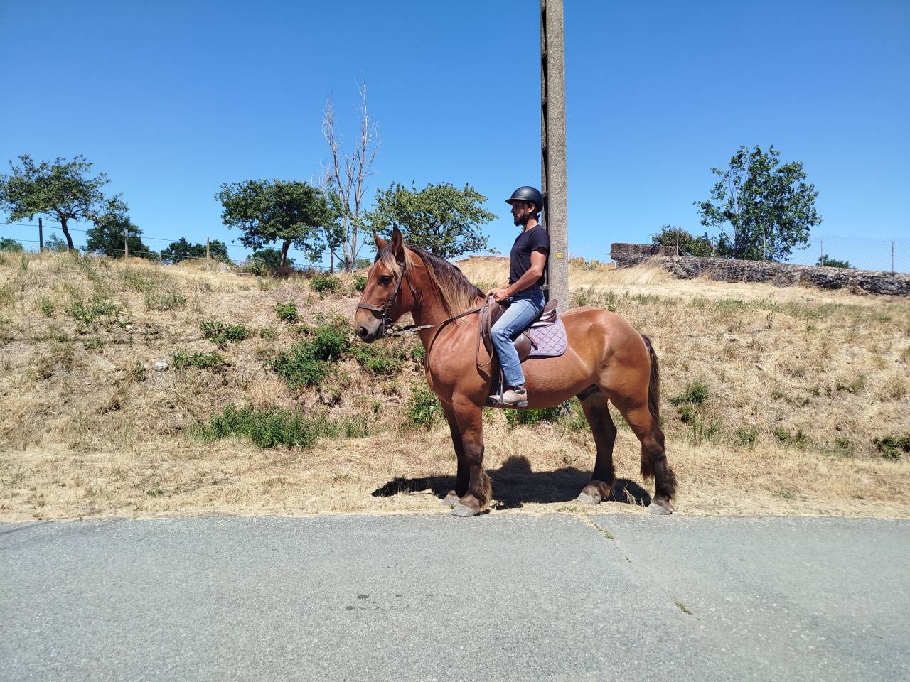 Caballo castrado Tiro Comtois En venta 2021 Alaz&aacute;n