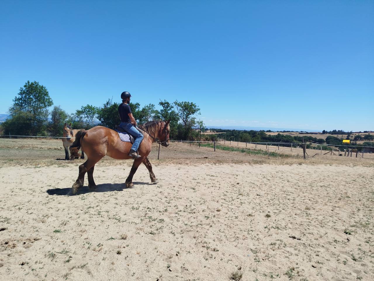 Caballo castrado Tiro Comtois En venta 2021 Alaz&aacute;n