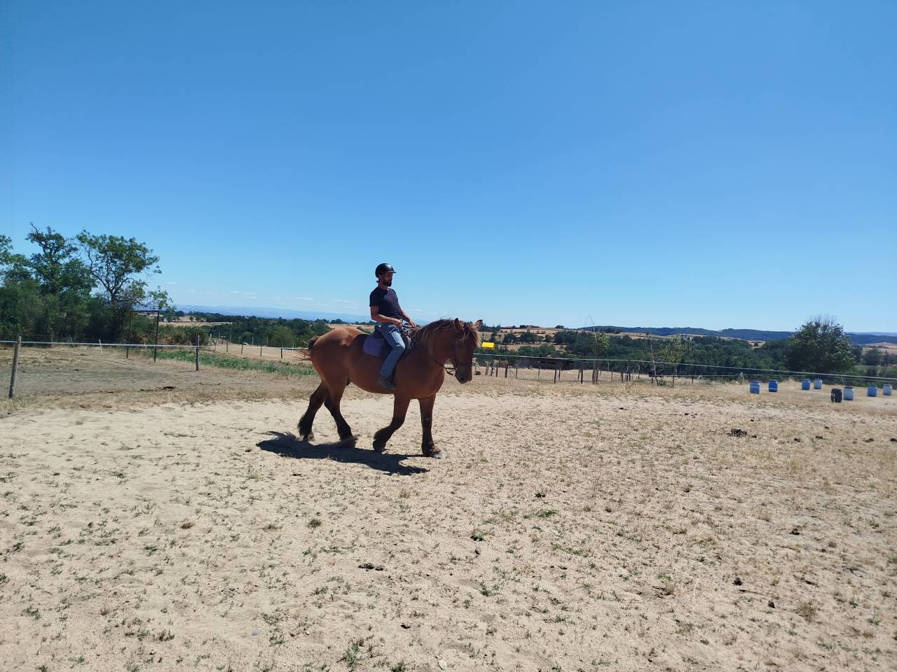 Caballo castrado Tiro Comtois En venta 2021 Alaz&aacute;n