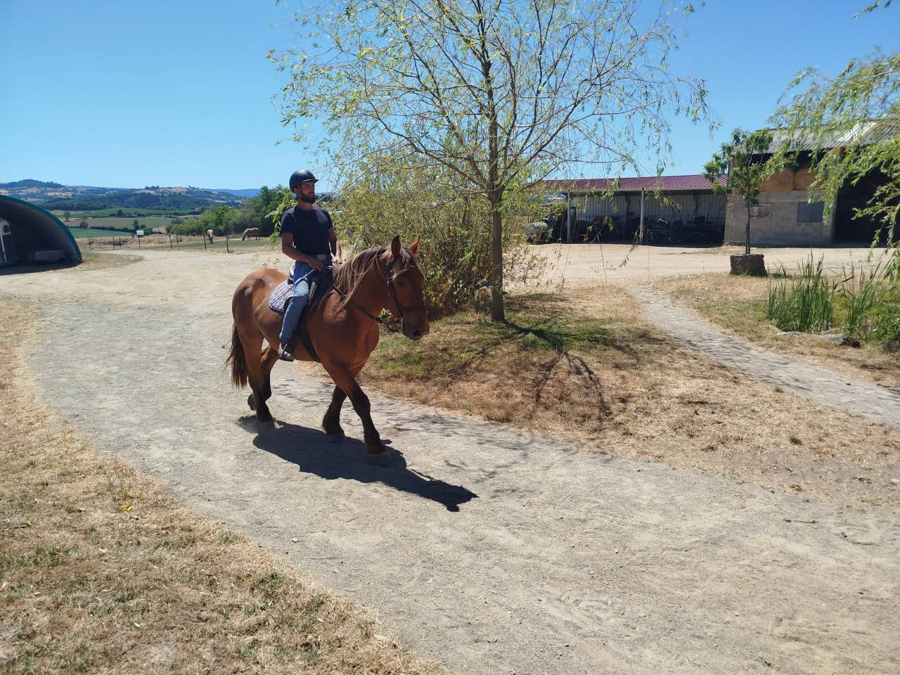 Caballo castrado Tiro Comtois En venta 2021 Alaz&aacute;n