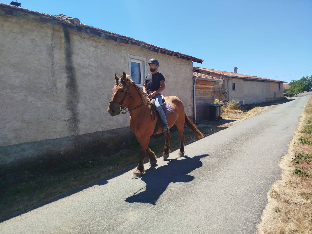 Caballo castrado Tiro Comtois En venta 2021 Alaz&aacute;n