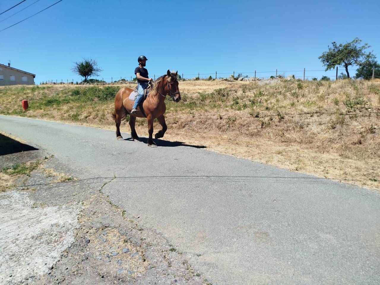 Caballo castrado Tiro Comtois En venta 2021 Alaz&aacute;n