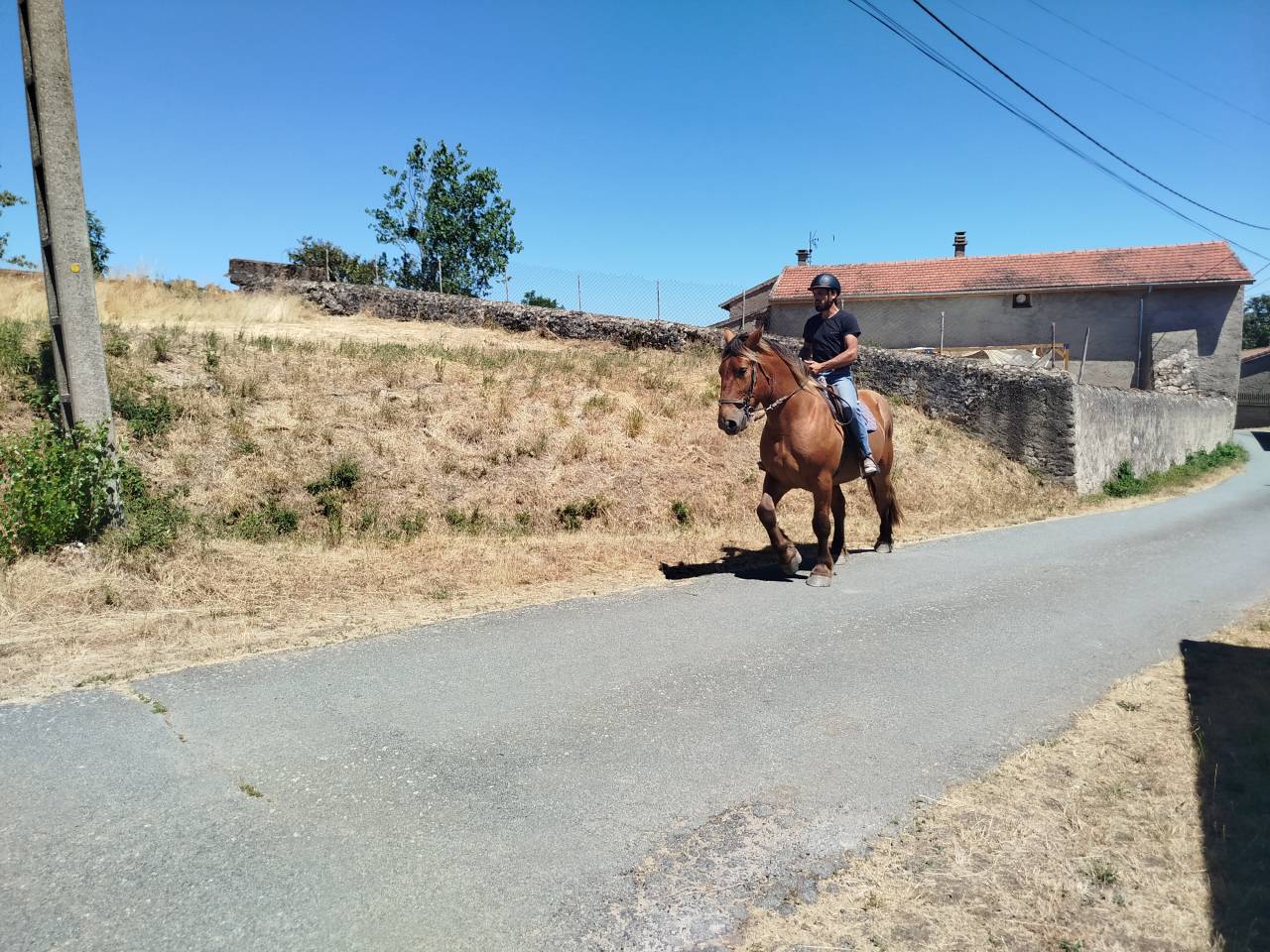 Caballo castrado Tiro Comtois En venta 2021 Alaz&aacute;n