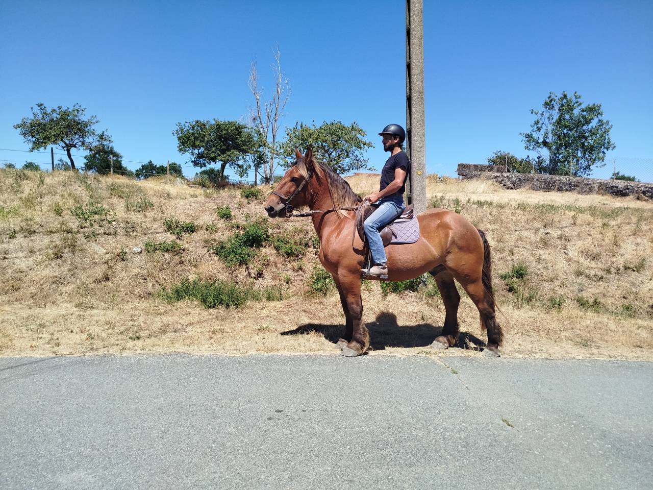 Caballo castrado Tiro Comtois En venta 2021 Alaz&aacute;n