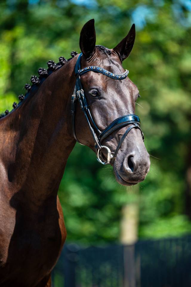 Caballo castrado KWPN Caballo de Deporte Neerland&eacute;s En venta 2022 Negro por Kjento