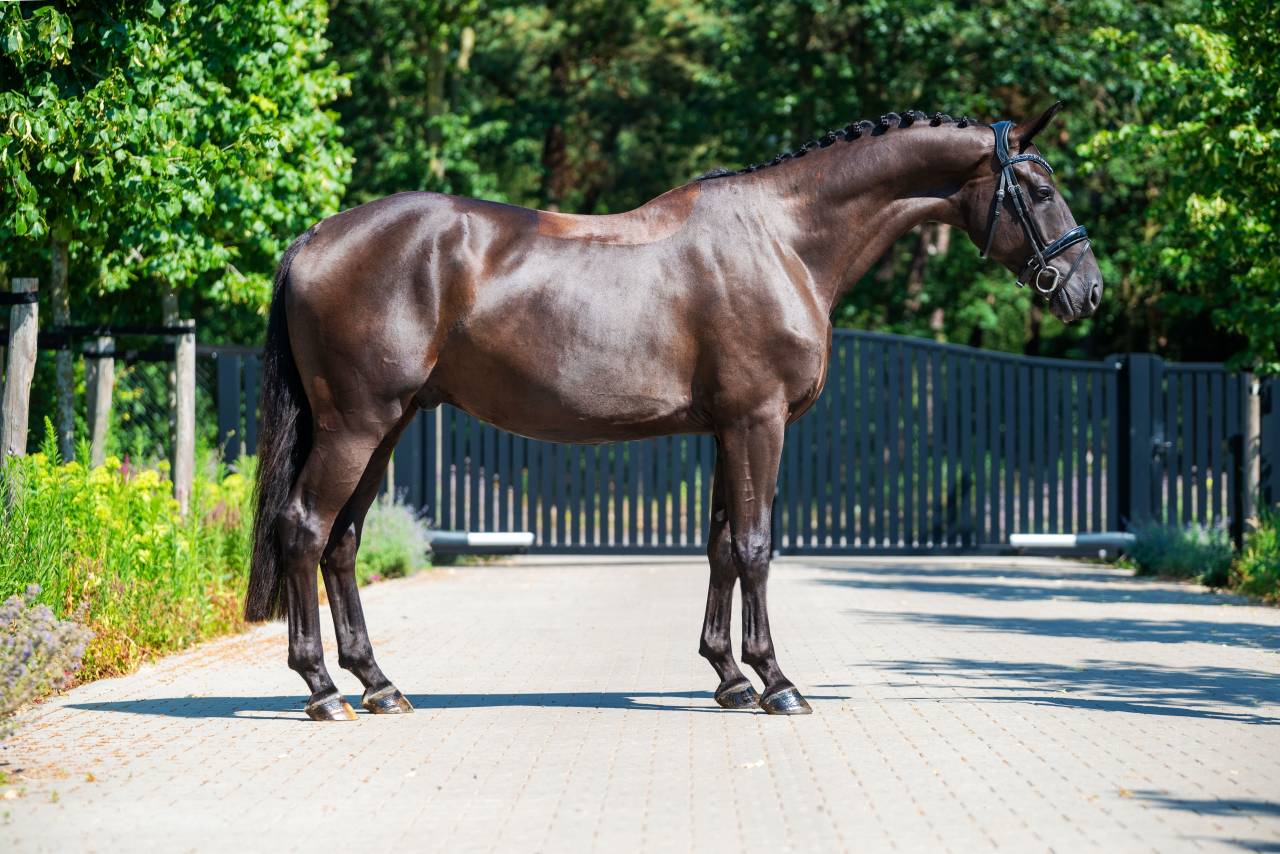 Caballo castrado KWPN Caballo de Deporte Neerland&eacute;s En venta 2022 Negro por Kjento