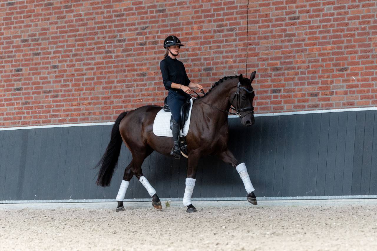 Caballo castrado KWPN Caballo de Deporte Neerland&eacute;s En venta 2022 Negro por Kjento