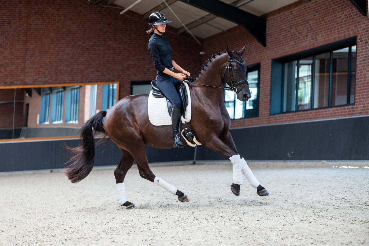 Caballo castrado KWPN Caballo de Deporte Neerland&eacute;s En venta 2022 Negro por Kjento