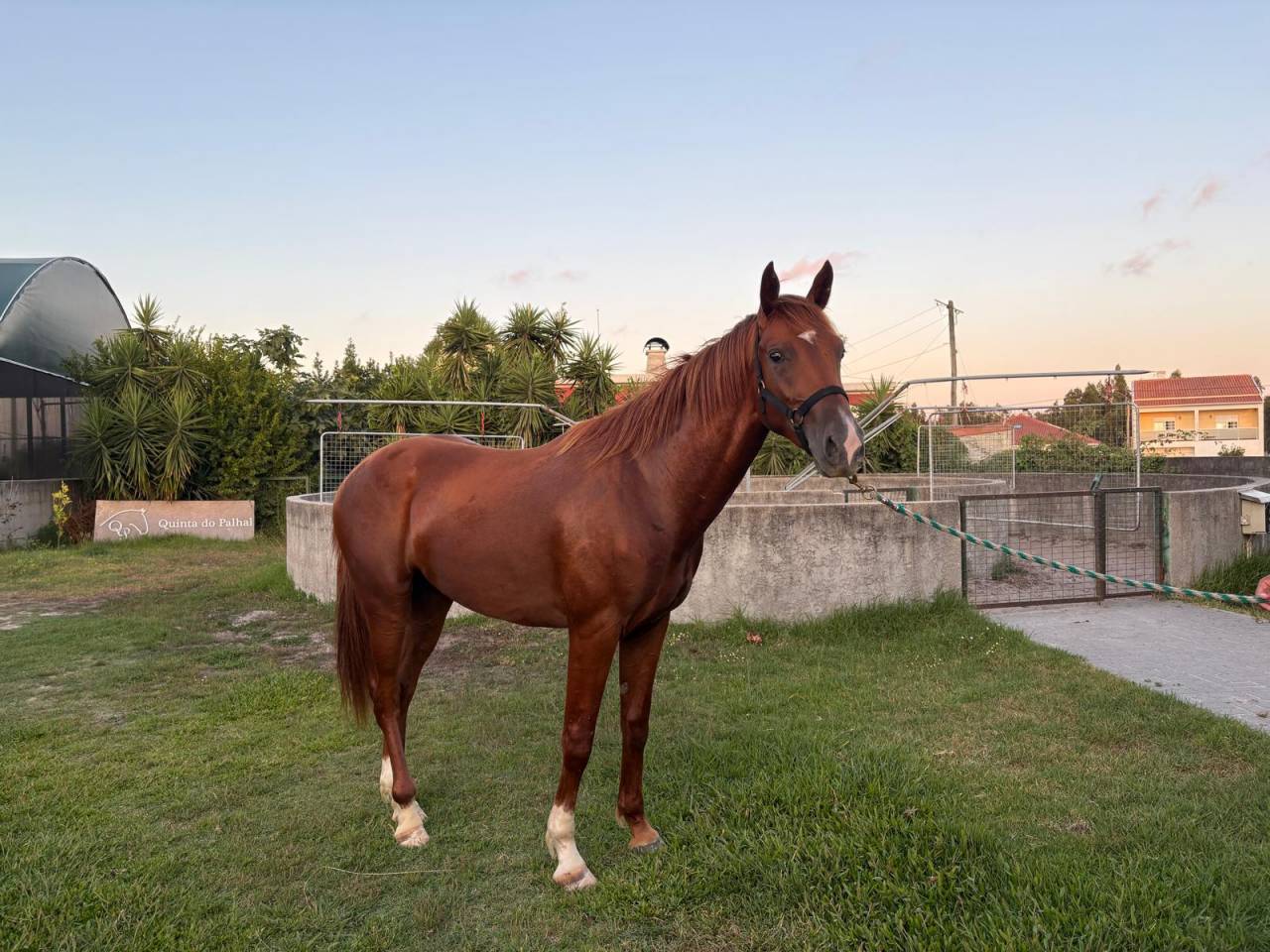 Stallion Zangersheide for sale