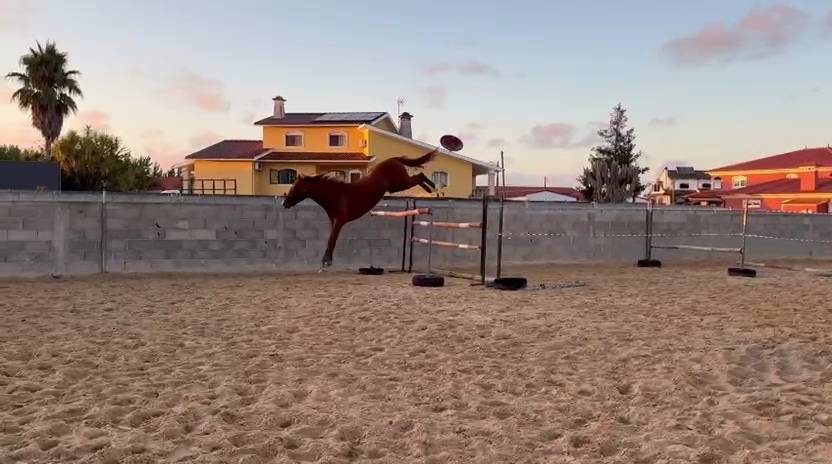 Stallion Zangersheide for sale