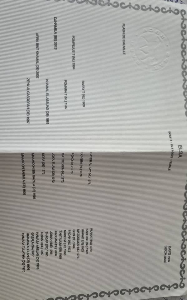 Yegua Media Tiro En venta 2023 Bayo