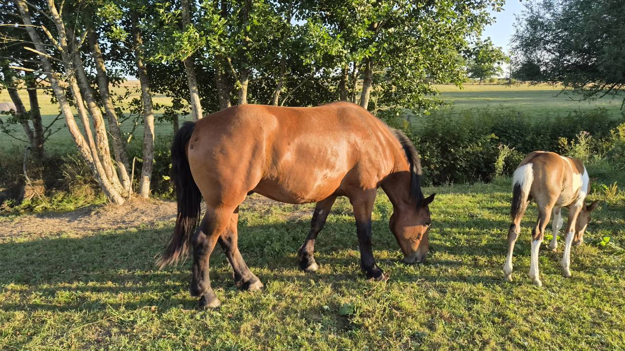 Caballo castrado Cob Normando En venta 2023 Bayo