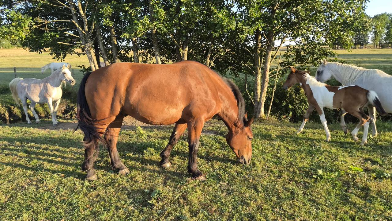 Caballo castrado Cob Normando En venta 2023 Bayo