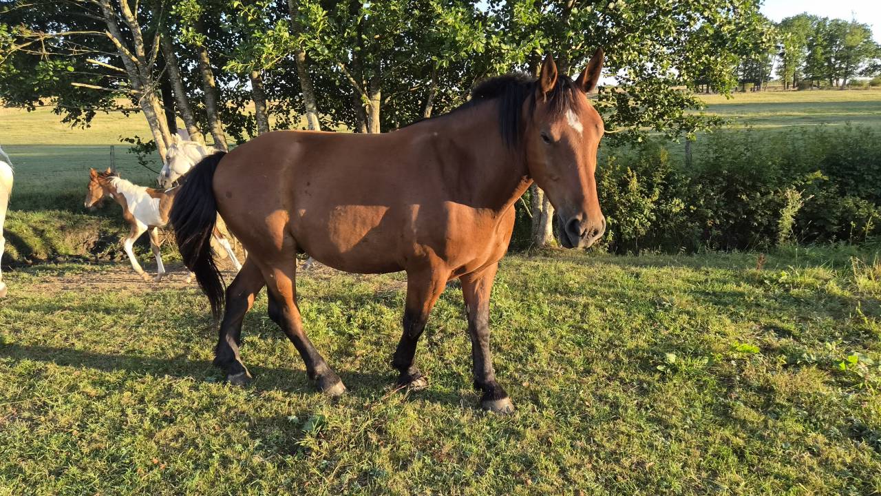 Caballo castrado Cob Normando En venta 2023 Bayo