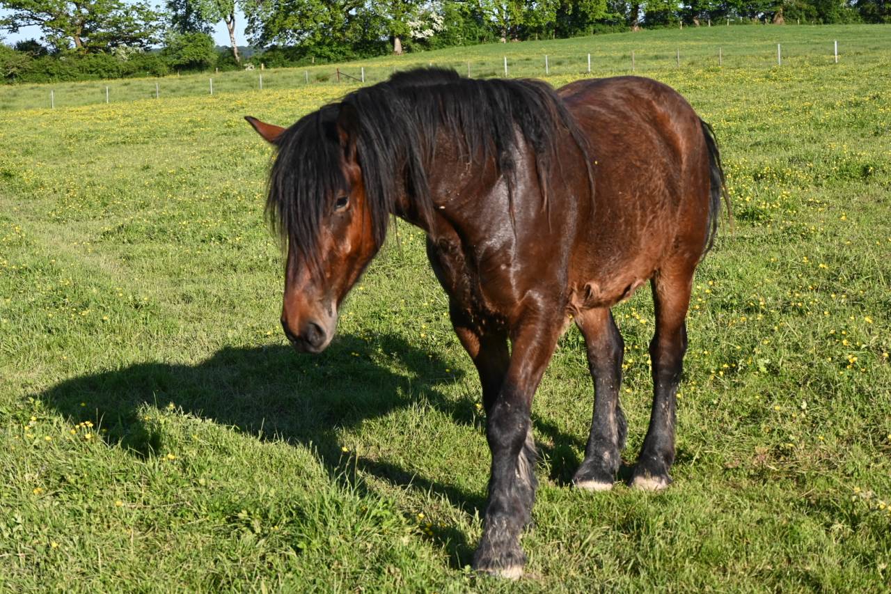 Caballo castrado Tiro En venta 2023 Bayo