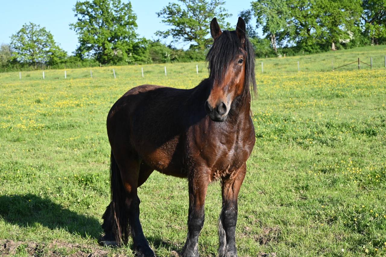 Caballo castrado Tiro En venta 2023 Bayo