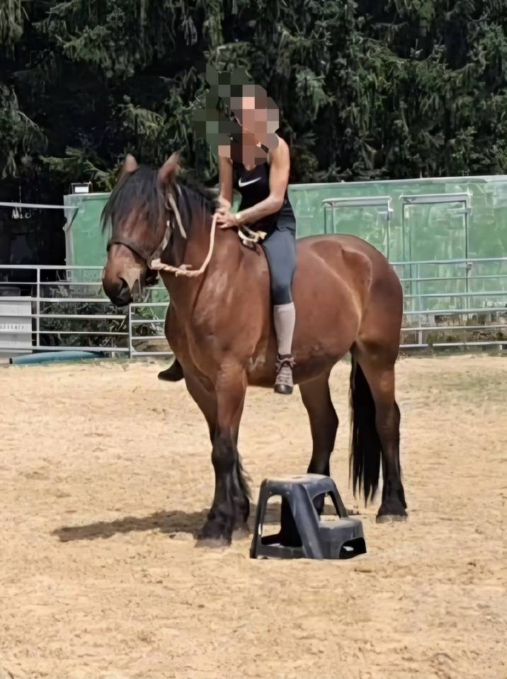 Caballo castrado Tiro En venta 2023 Bayo
