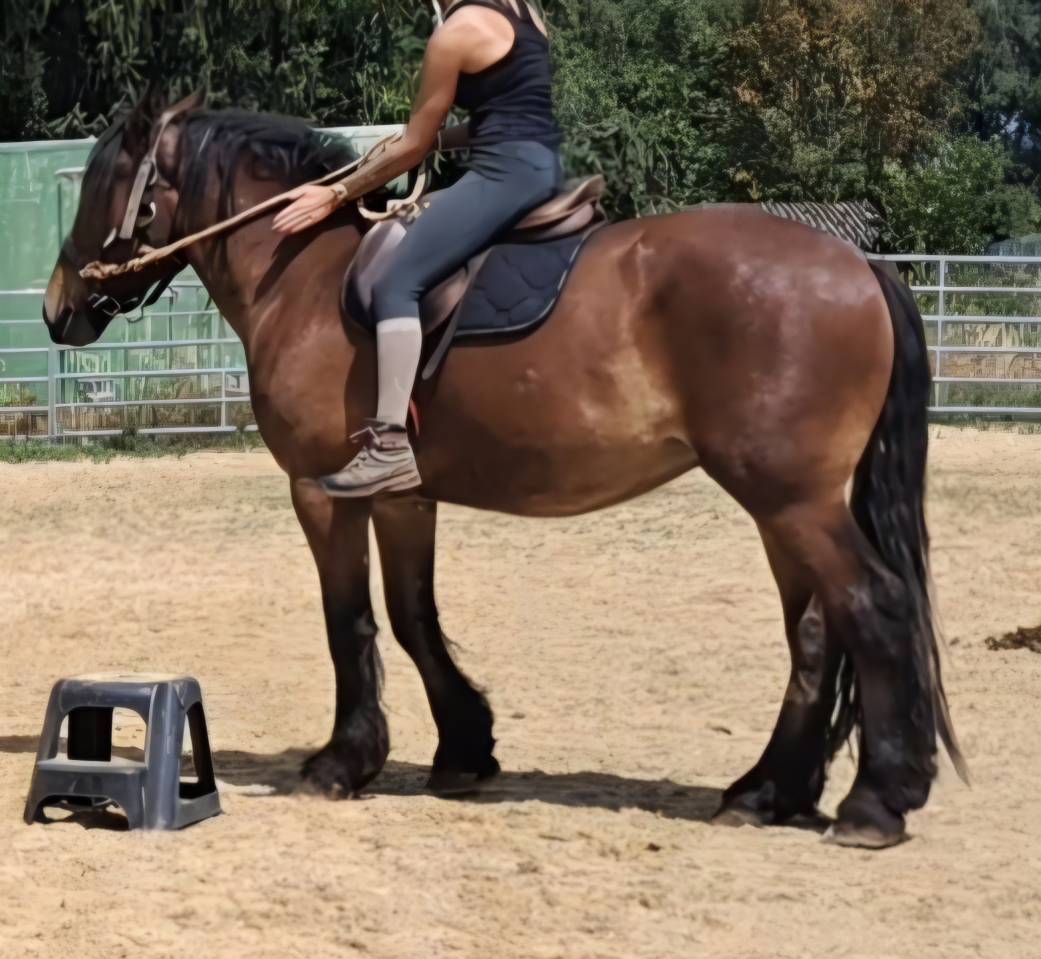 Caballo castrado Tiro En venta 2023 Bayo