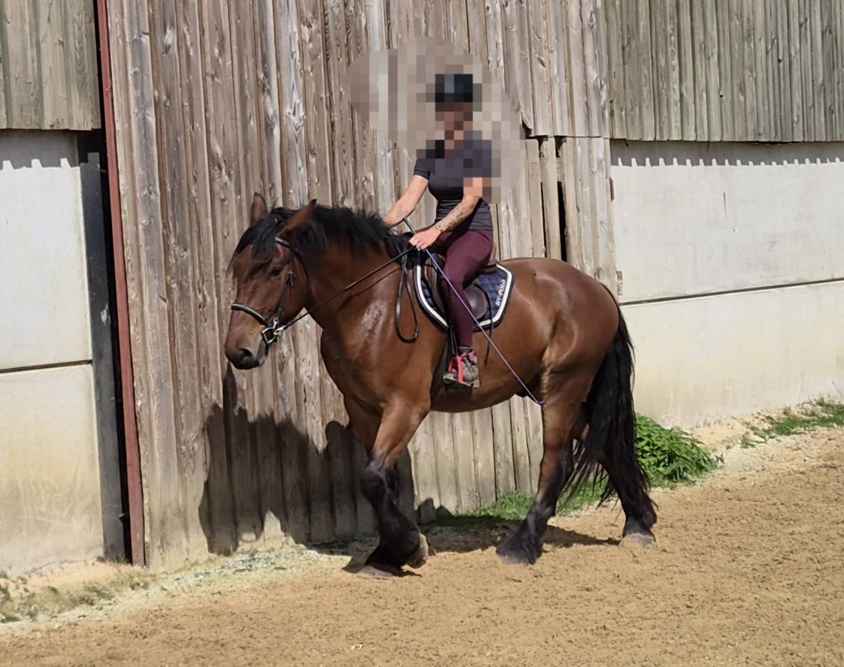 Caballo castrado Tiro En venta 2023 Bayo