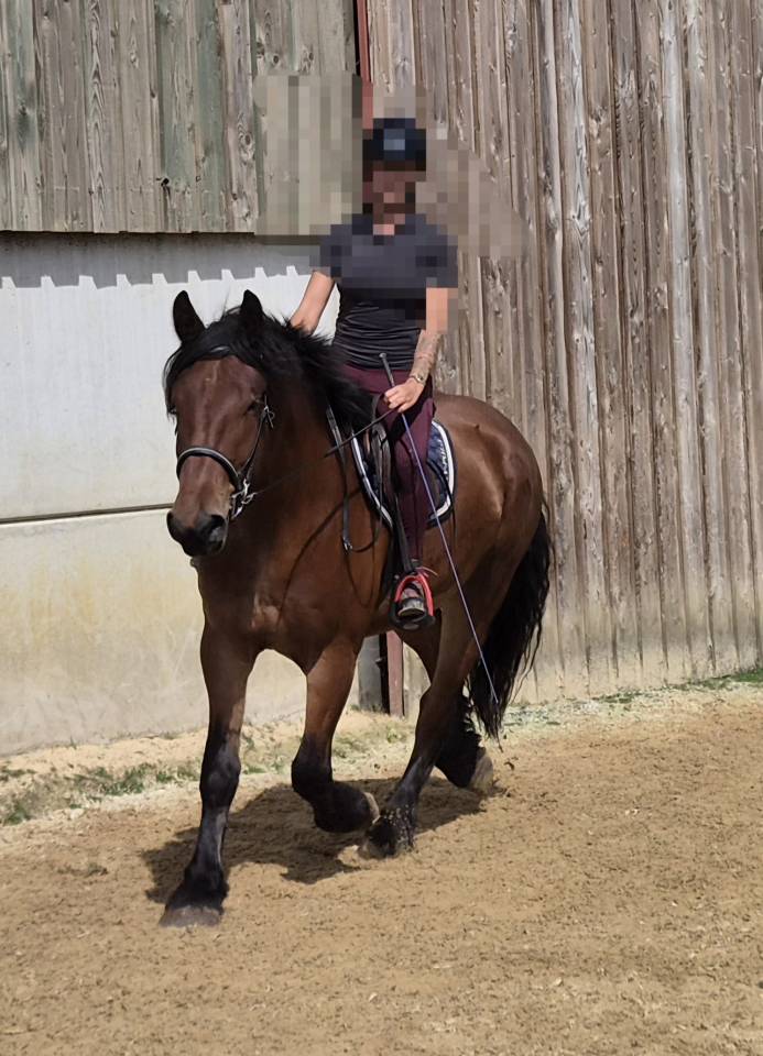 Caballo castrado Tiro En venta 2023 Bayo