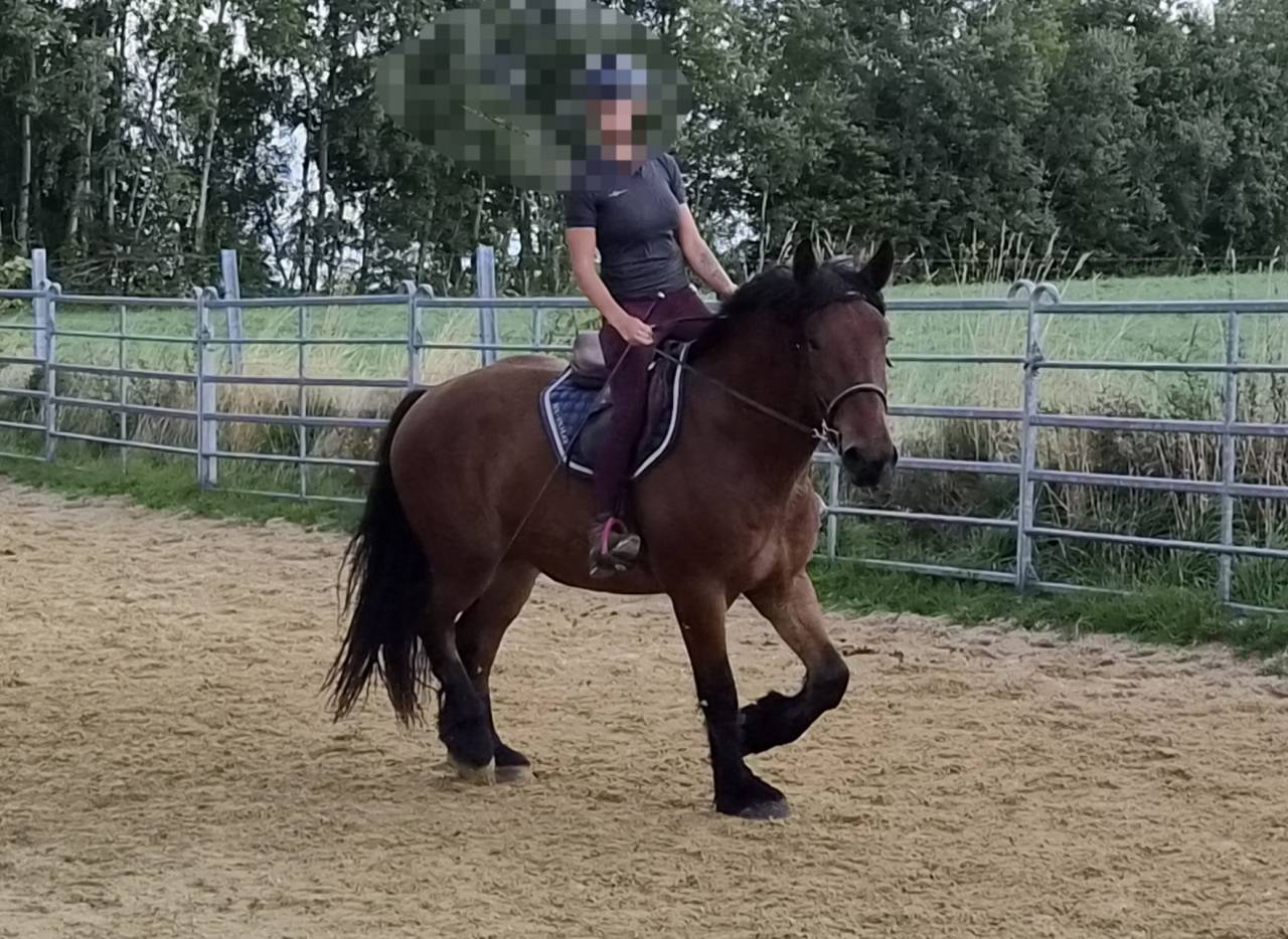 Caballo castrado Tiro En venta 2023 Bayo