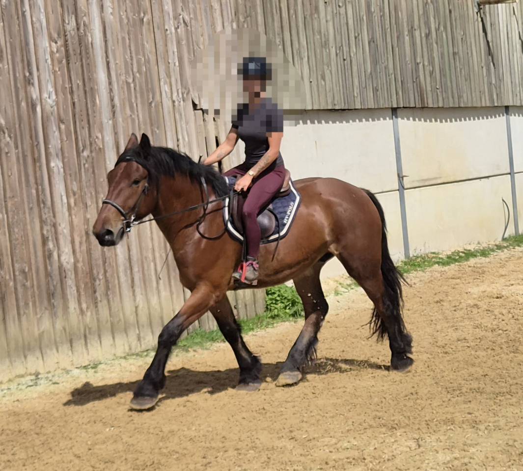 Caballo castrado Tiro En venta 2023 Bayo