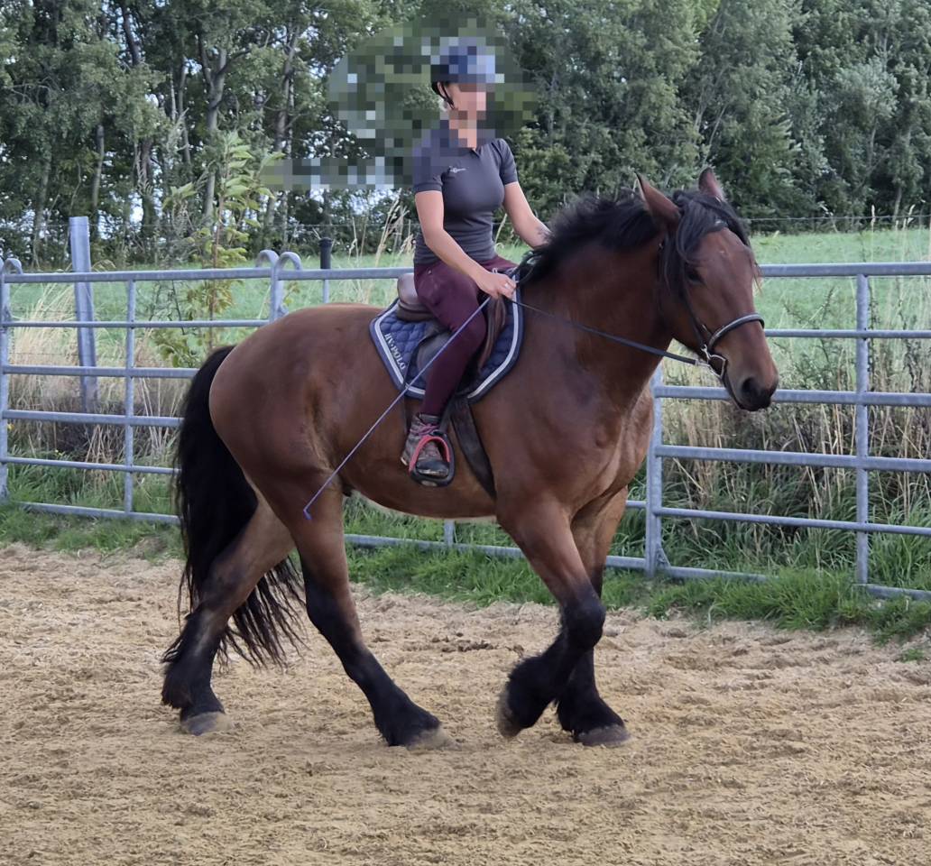 Caballo castrado Tiro En venta 2023 Bayo