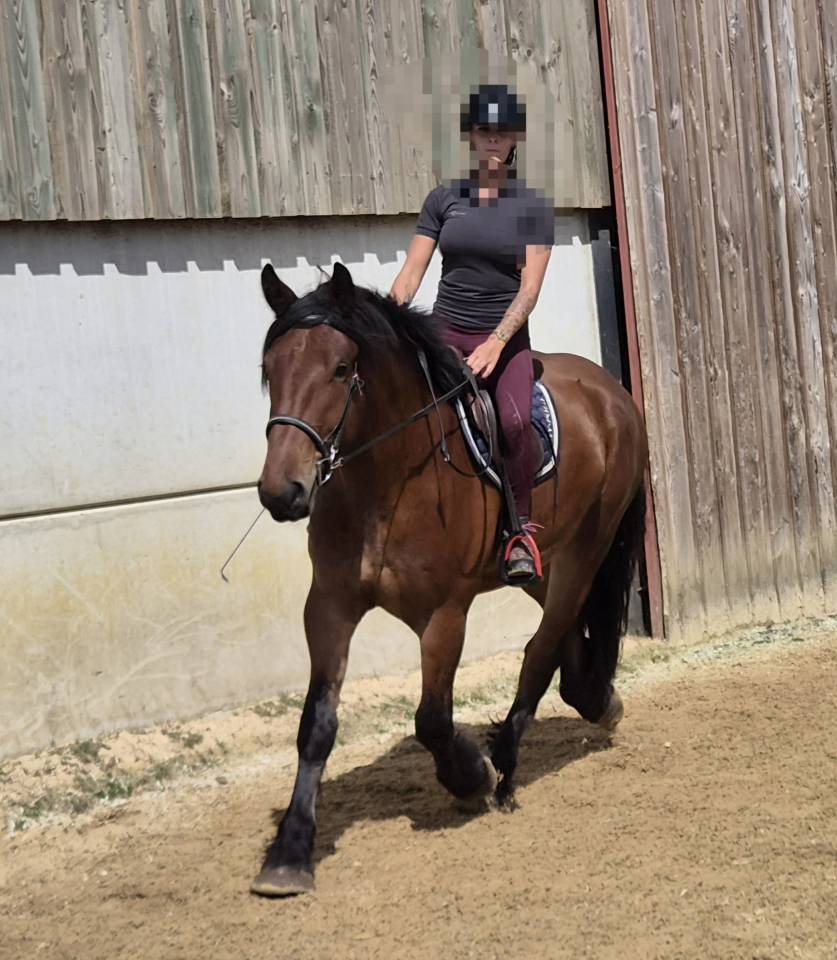 Caballo castrado Tiro En venta 2023 Bayo
