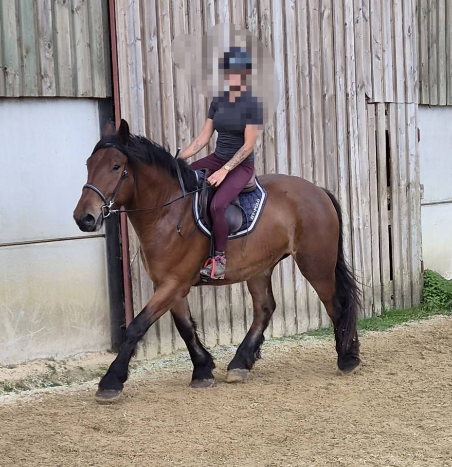 Caballo castrado Tiro En venta 2023 Bayo