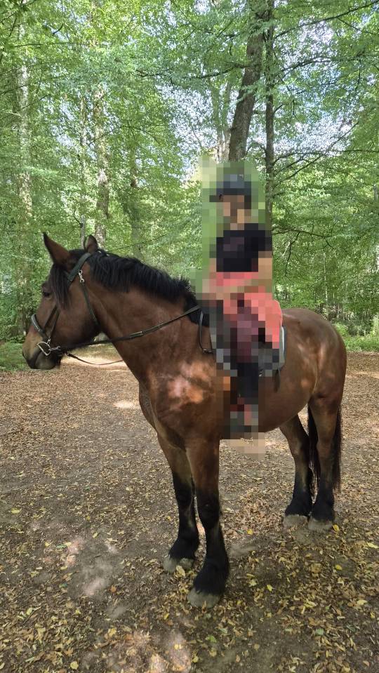 Caballo castrado Tiro En venta 2023 Bayo