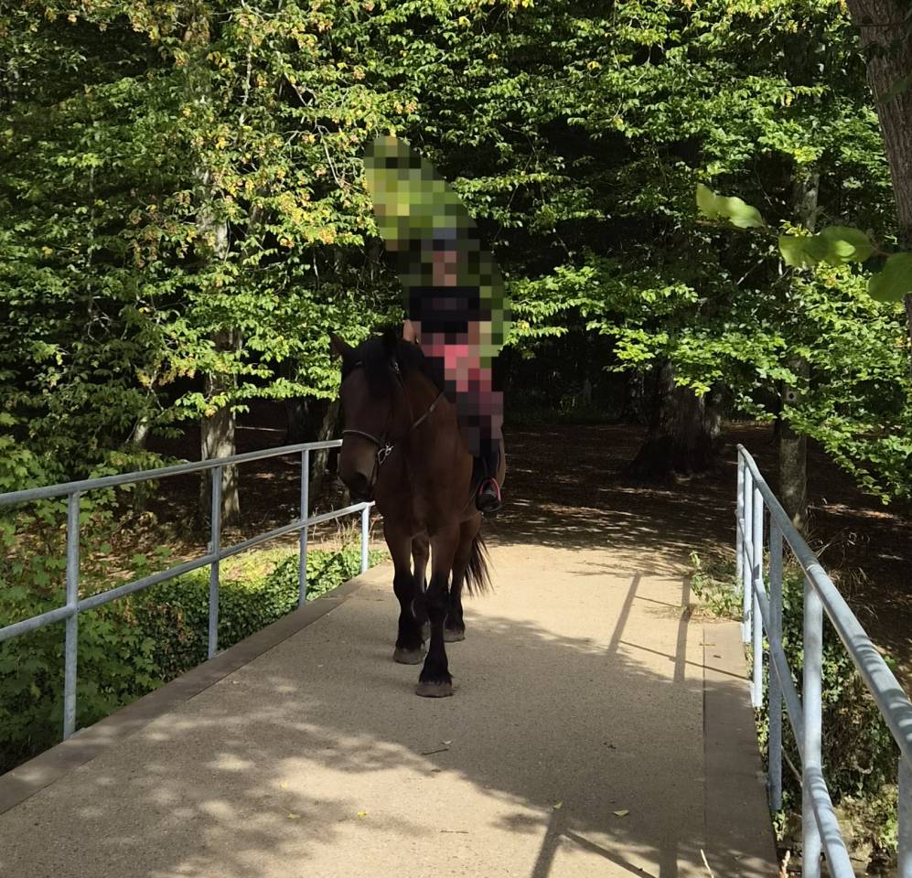 Caballo castrado Tiro En venta 2023 Bayo