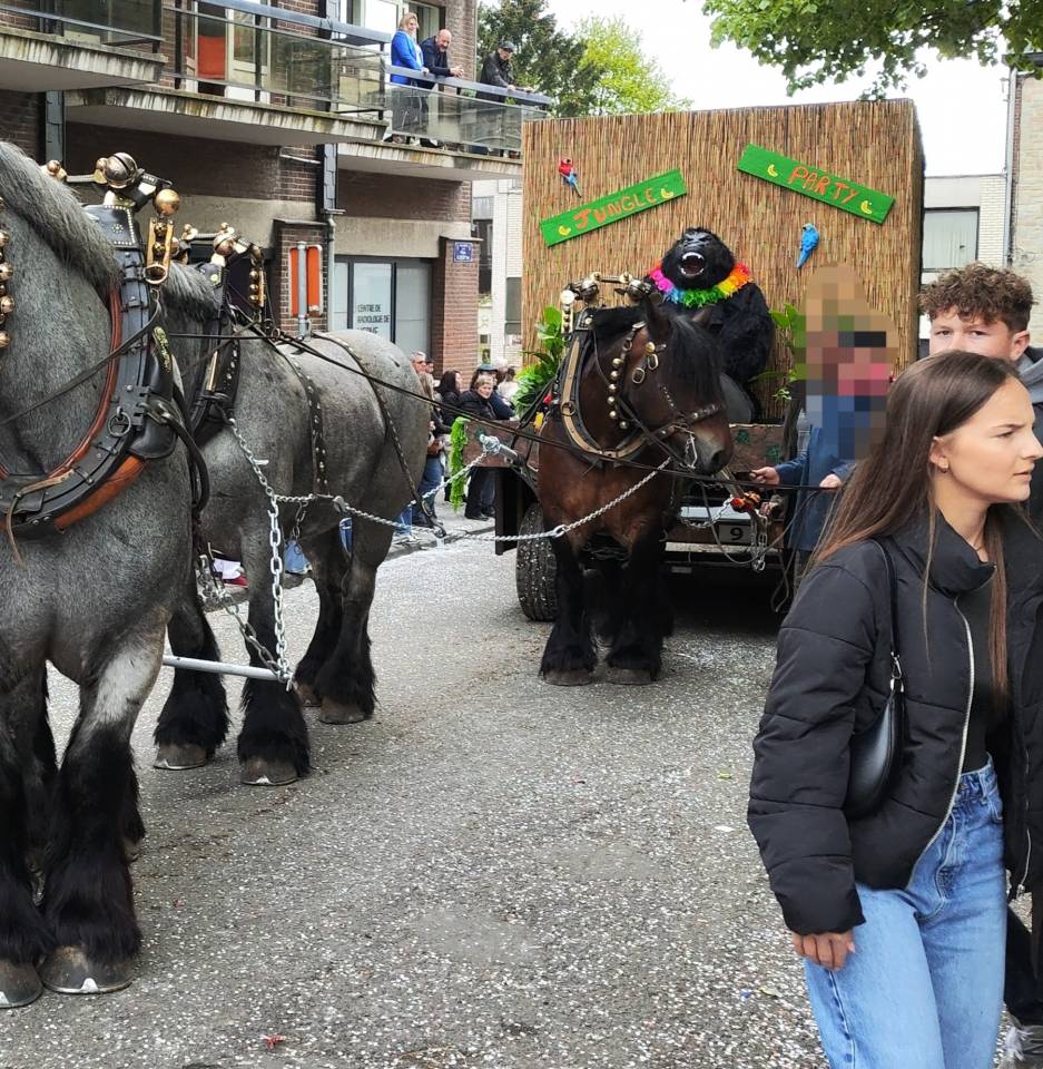 Yegua Tiro Belga, Braban&ccedil;on En venta 2015 Bayo