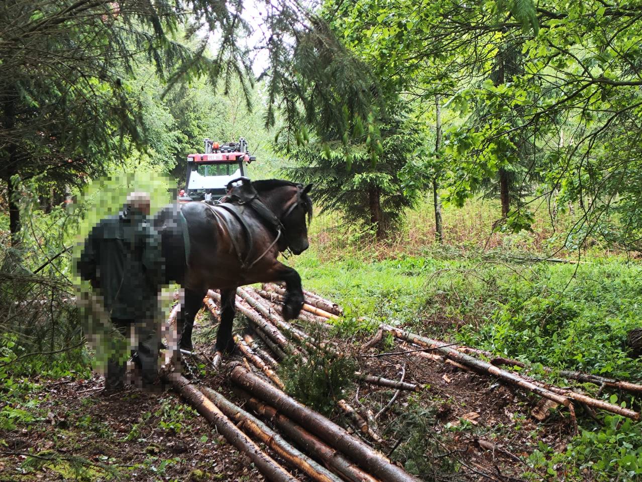 Yegua Tiro Belga, Braban&ccedil;on En venta 2015 Bayo