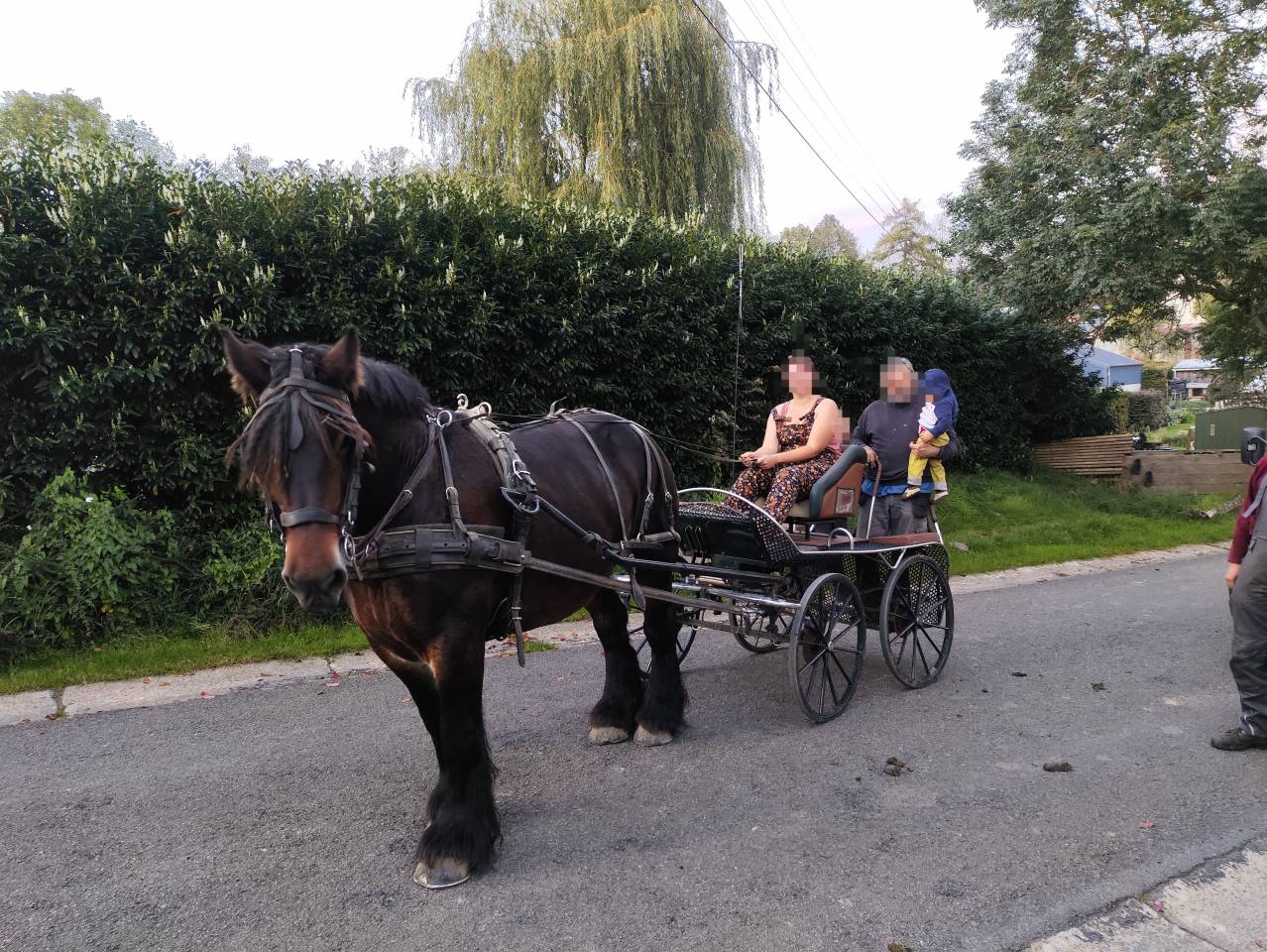 Yegua Tiro Belga, Braban&ccedil;on En venta 2015 Bayo