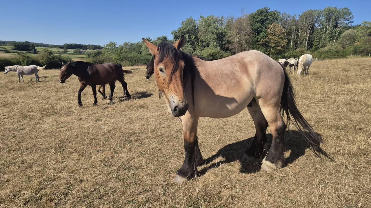 Caballo castrado Tiro Belga, Braban&ccedil;on En venta 2023 Roano