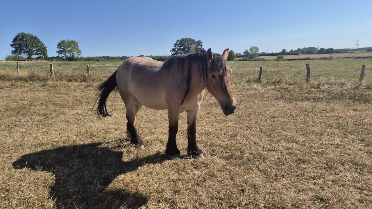 Caballo castrado Tiro Belga, Braban&ccedil;on En venta 2023 Roano