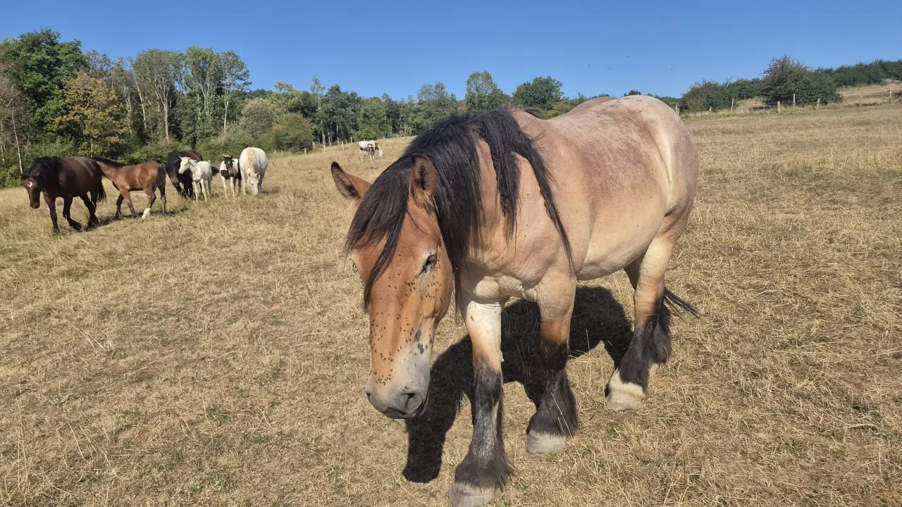 Caballo castrado Tiro Belga, Braban&ccedil;on En venta 2023 Roano