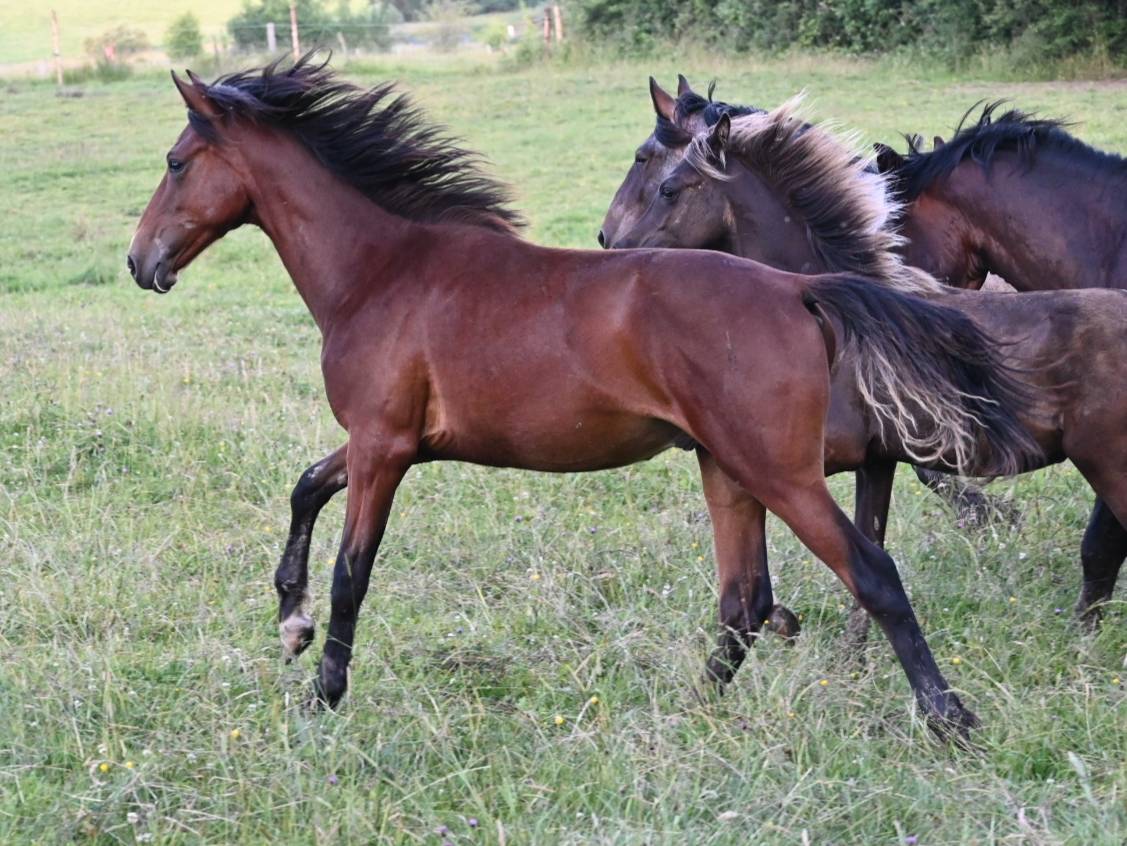 Caballo castrado Lusitano En venta 2024 Bayo