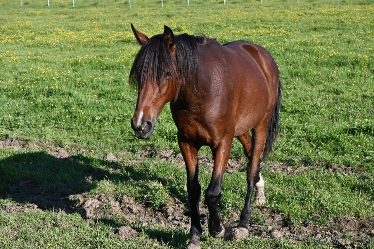 Caballo castrado Lusitano En venta 2024 Bayo