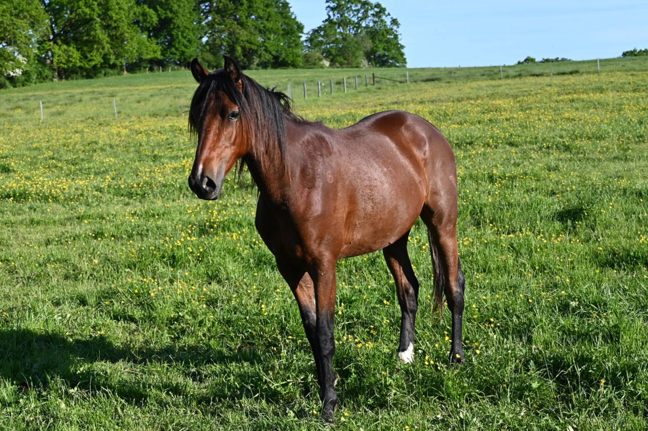 Caballo castrado Lusitano En venta 2024 Bayo