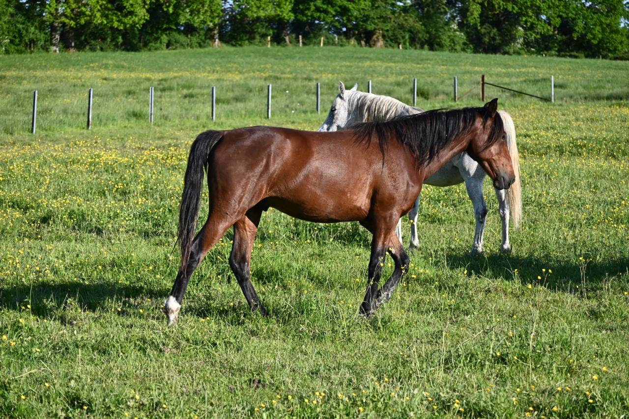 Caballo castrado Lusitano En venta 2024 Bayo