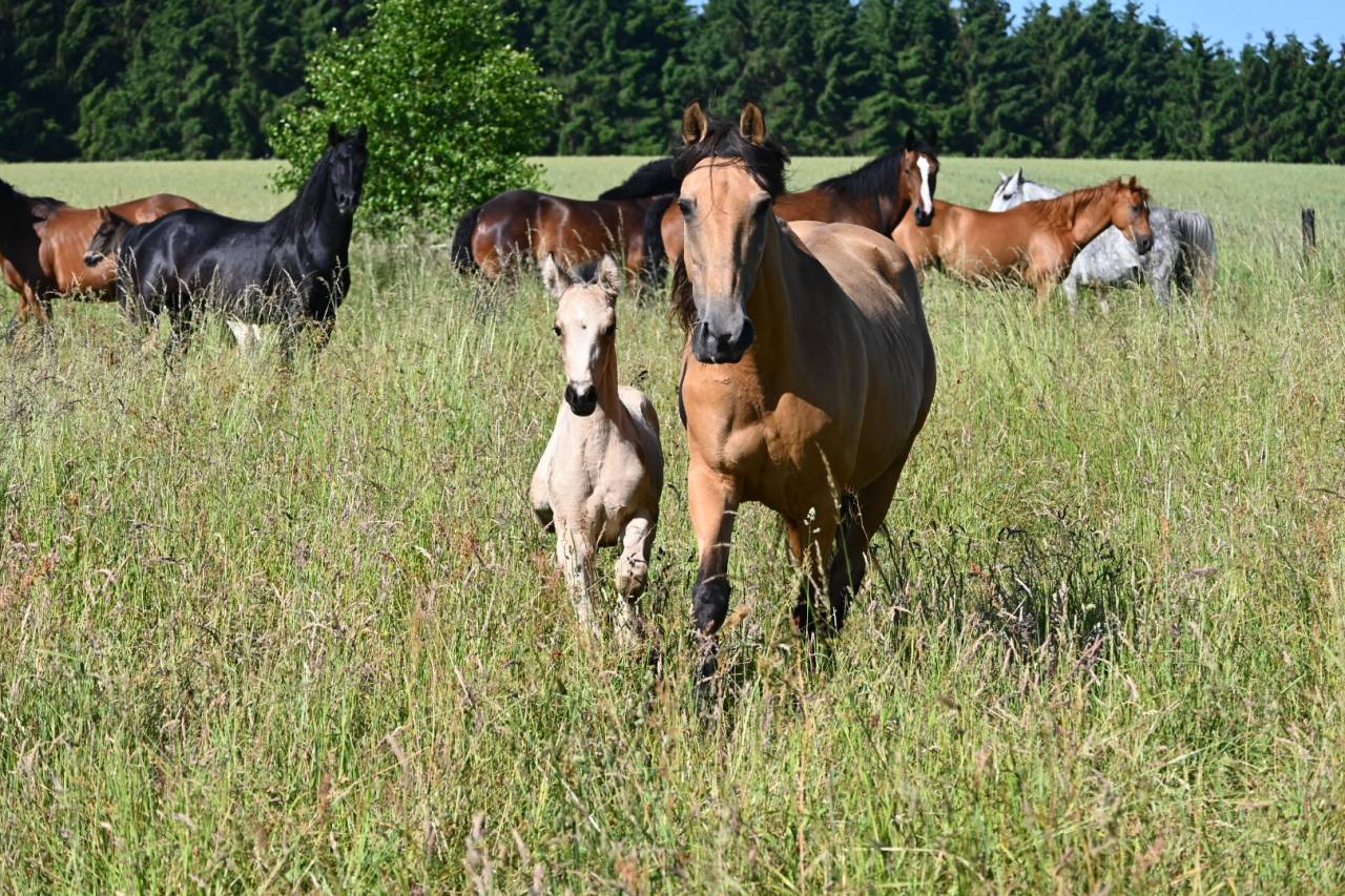 Yegua Lusitano En venta 2015 Isabelo